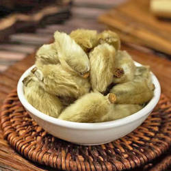 辛夷花南召辛夷之乡发货野辛夷花配仓术通气非玉兰花自摘辛夷