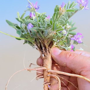 新鲜紫花地丁苗现挖包邮农家现种整棵现发甜地丁苗小米口袋罗卜