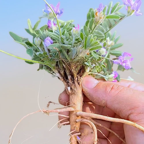 紫花地丁苗现挖包邮农家现种整棵