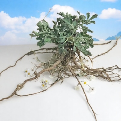 野菊花根苗可种植菊花苗菊花根正品野菊花根苗植物中草药材