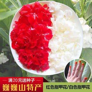 现摘白色凤仙花指甲草花染指甲花红凤仙花鲜花瓣泡醋花粉种苗