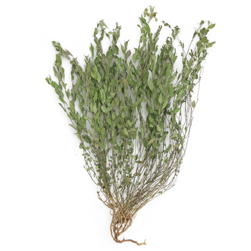 野生瓜子金来马回草干品二月花惊风草乱马回勒马回中草药辰砂草