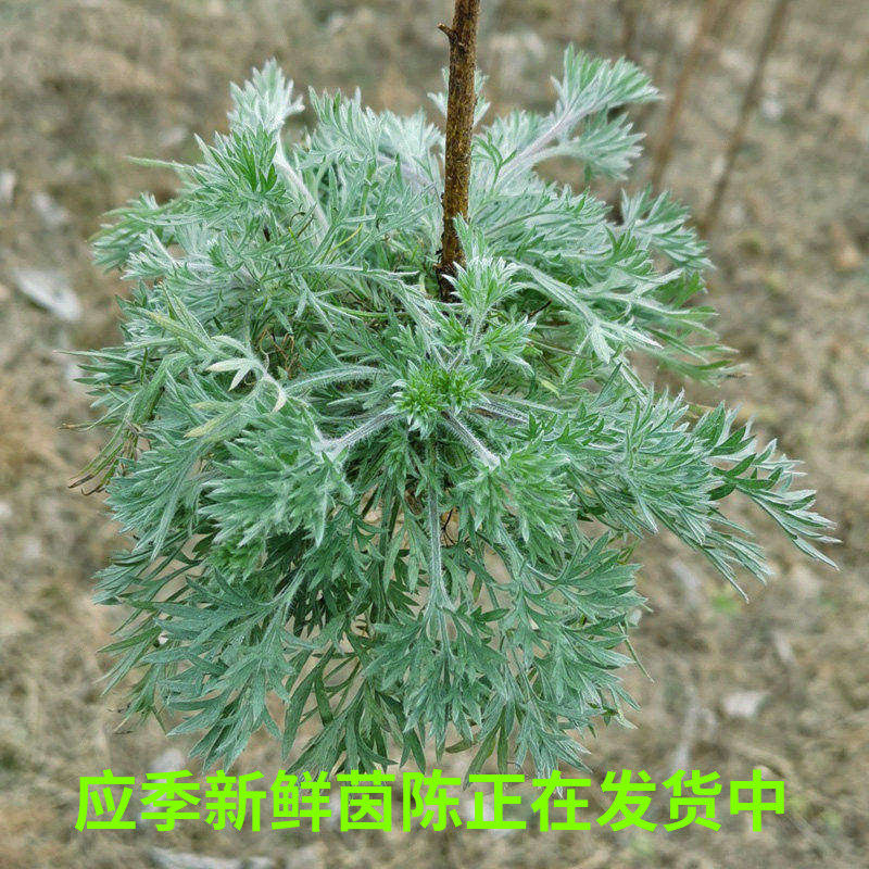 新鲜茵陈正月白蒿绵茵现挖陈时令山野菜孕妇茵陈红枣茶天然农产品