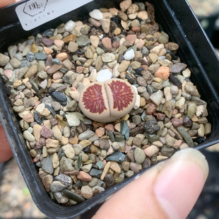 4356红窗菊一物一拍生石花肉锥35包邮4.17