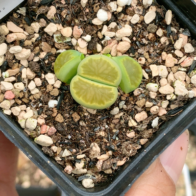 3583绿菊三年一物一拍生石花肉锥多肉植物35包邮4.25更新