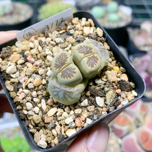 3777绿体红纹一物一拍生石花肉锥35 包邮