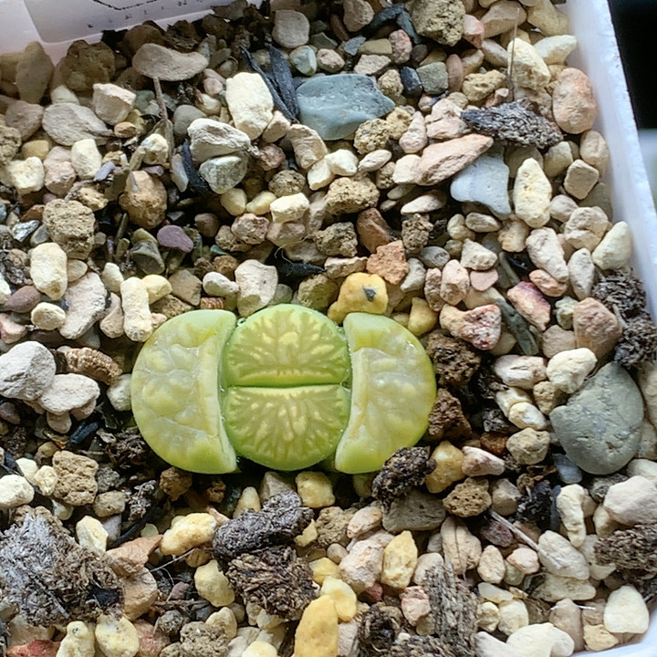 清棚特价一件包邮983,鲜花速递/花卉仿真/绿植园艺,多肉植物,淘宝优惠券,粉丝福利购,淘宝优惠卷