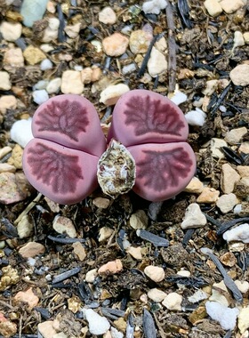3559紫菊一物一拍多肉植物生石花肉锥35包邮