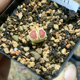 4111 黄体红纹 包邮