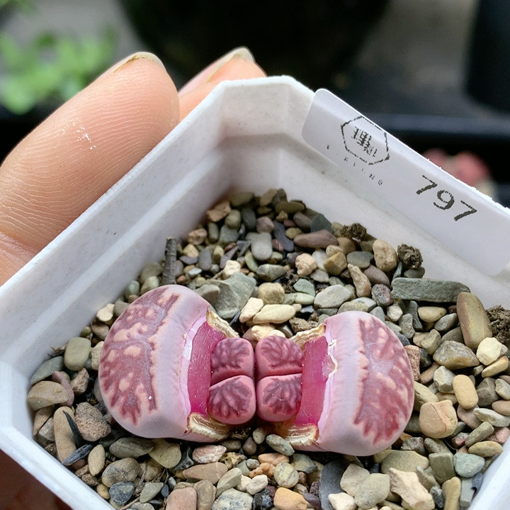 清棚特价一件包邮797紫菊,鲜花速递/花卉仿真/绿植园艺,多肉植物,淘宝优惠券,粉丝福利购,淘宝优惠卷