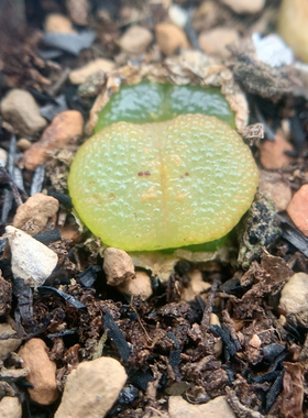 一物一拍35包邮4803全窗泡泡