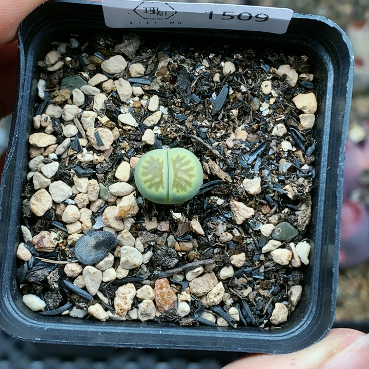 清棚特价一件包邮1509