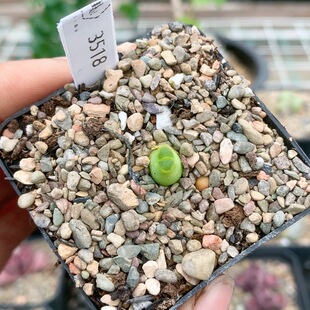 3518超级奶瓶生石花肉锥一物一拍多肉35 包邮