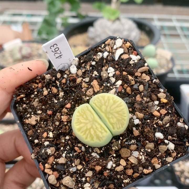 4263绿菊四年一物一拍生石花肉锥35包邮4.13