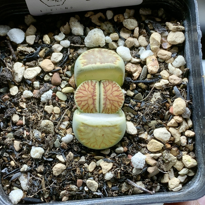 清棚特价一件包邮968,鲜花速递/花卉仿真/绿植园艺,多肉植物,淘宝优惠券,粉丝福利购,淘宝优惠卷