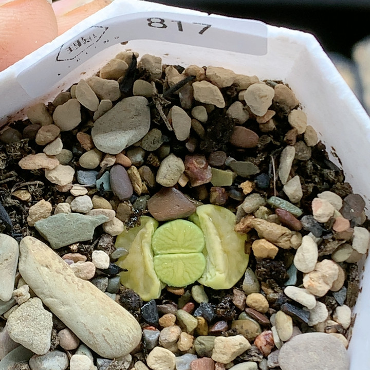 清棚特价一件包邮817,鲜花速递/花卉仿真/绿植园艺,多肉植物,淘宝优惠券,粉丝福利购,淘宝优惠卷