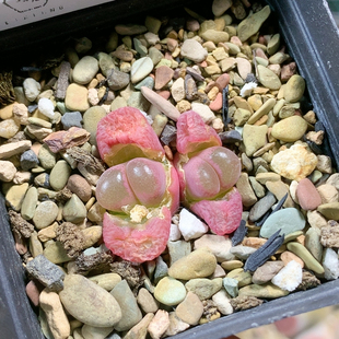 3776日系红风铃一物一拍生石花肉锥35 包邮