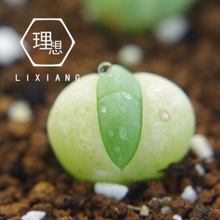 1号点餐专拍链接 包邮 生石花屁屁花 肉锥 一物一拍 番杏直播