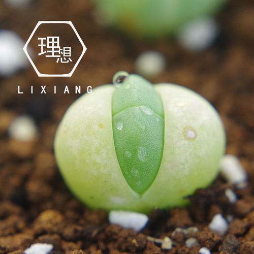 1号生石花直播一物一拍