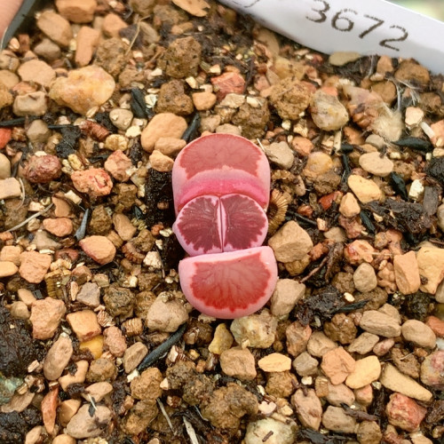 3672紫菊爬纹一物一拍生石花肉锥35包邮