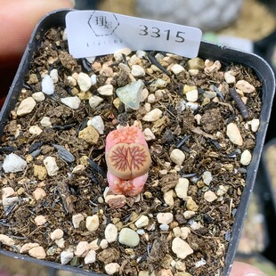 3315红窗菊一物一拍多肉植物生石花肉锥35 包邮