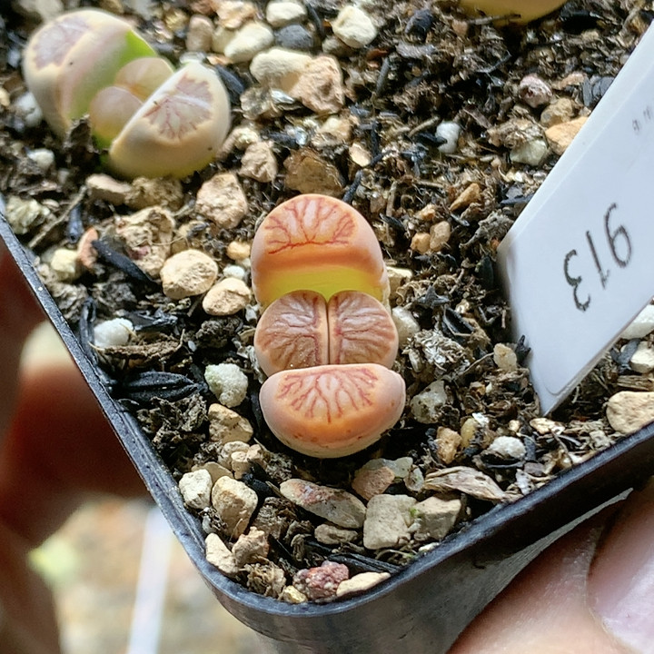 清棚特价一件包邮913霜面,鲜花速递/花卉仿真/绿植园艺,多肉植物,淘宝优惠券,粉丝福利购,淘宝优惠卷