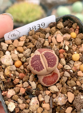 3839红窗菊一物一拍生石花肉锥35包邮
