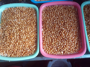 包活君子兰种子油匠花脸圆头盆栽兰花四季播种包邮和尚宽叶立板