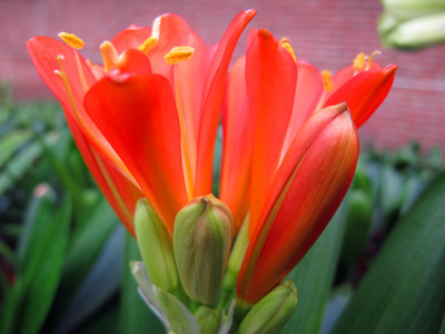 鞍山圆头盆栽君子兰包邮