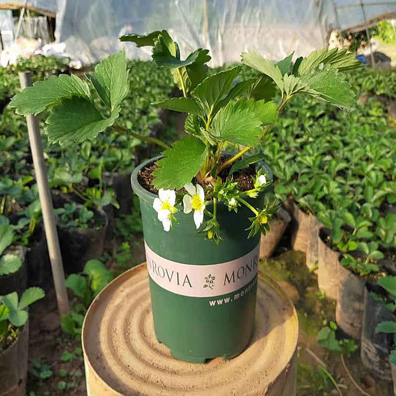 草莓盆栽带盆带土白草莓黑草莓苗草莓大苗南北方阳台种植绿植