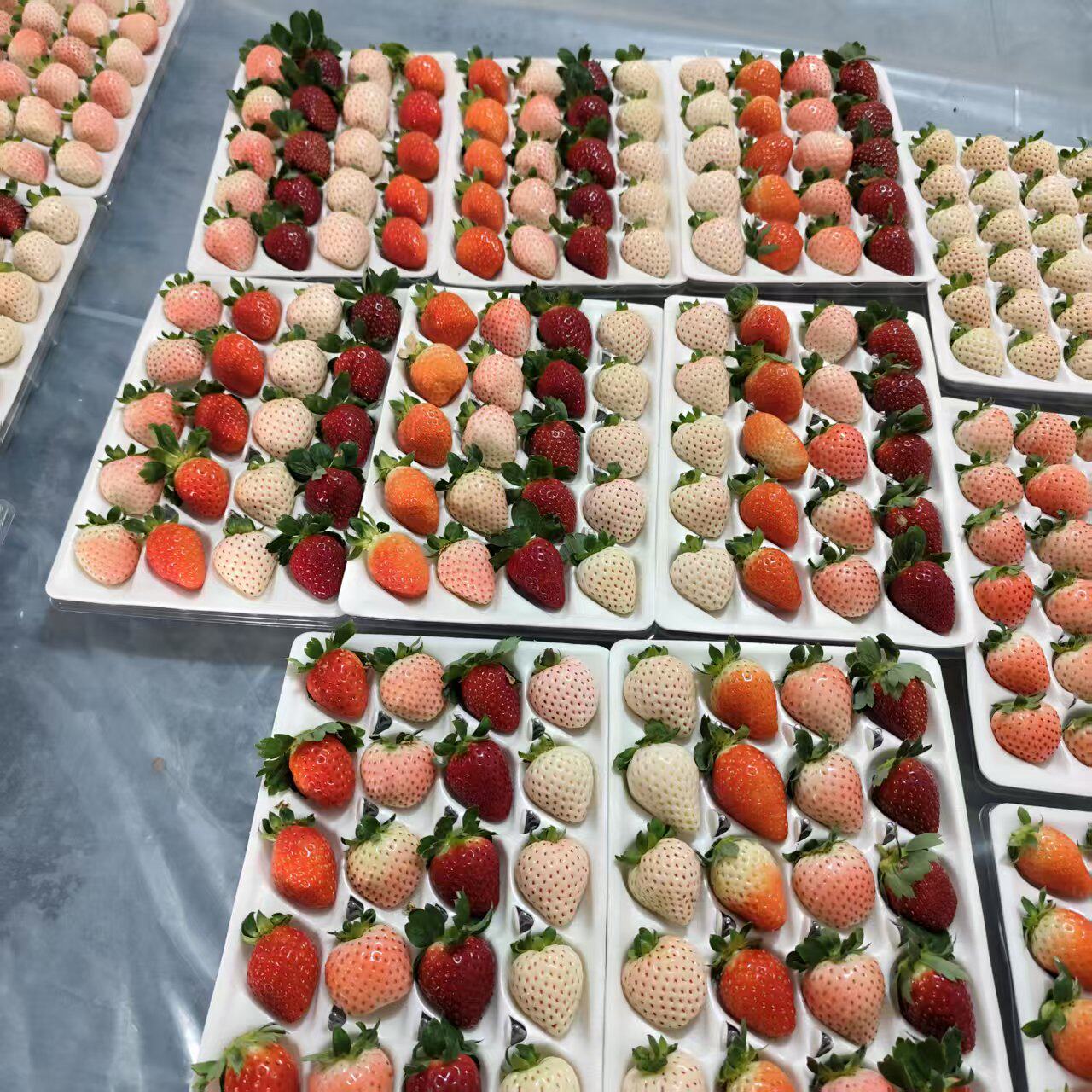 新鲜草莓水果粉色白色草莓 真红粉玉隋珠多色草莓当季水果礼盒装