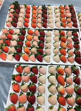 新鲜黑草莓粉白色甜草莓玄玉真红粉玉隋珠草莓多色当季水果现摘