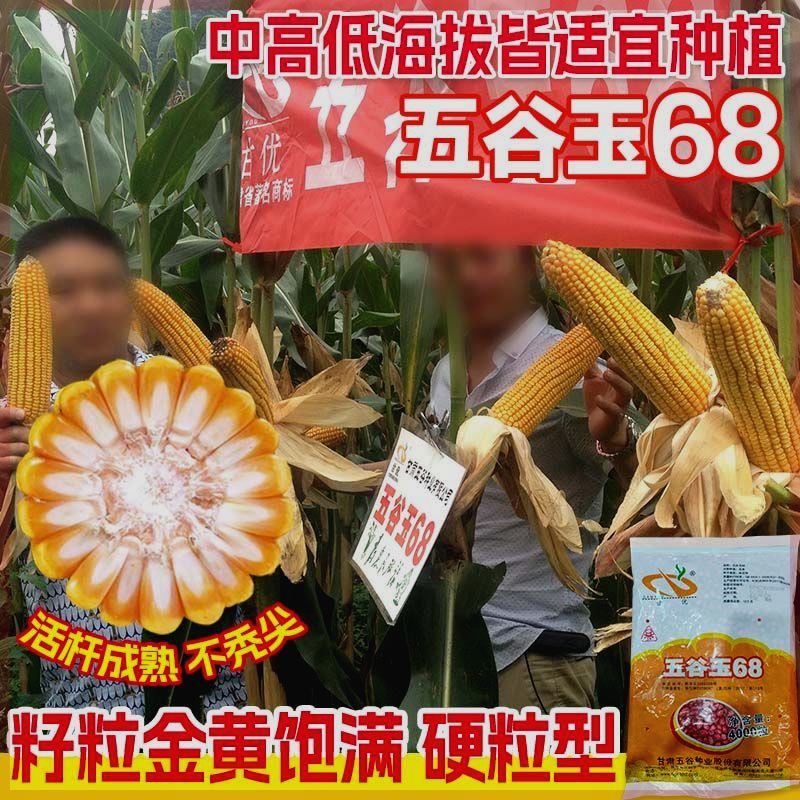 五谷玉68杂交玉米种子粮食玉米种子高产大棒玉米种子矮杆玉米种子