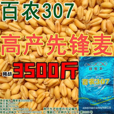 百农307农科院育种新优质小麦种子高产小麦矮杆抗倒大穗耐寒抗