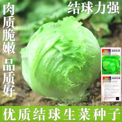 生菜种子结球生菜四季播种包心生菜种籽生吃沙拉生菜球形蔬菜