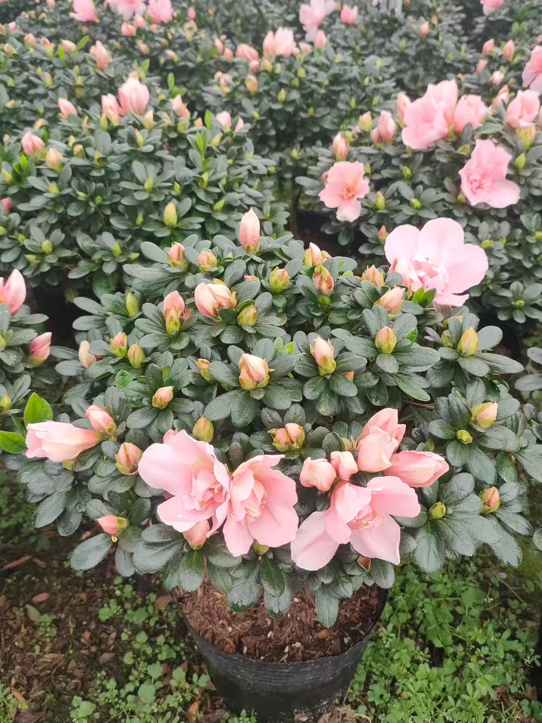 福建龙岩小桃红粉色杜鹃花优选盆栽花卉室内阳台家居粉嫩,鲜花速递/花卉仿真/绿植园艺,时令草本花卉,淘宝优惠券,粉丝福利购,淘宝优惠卷
