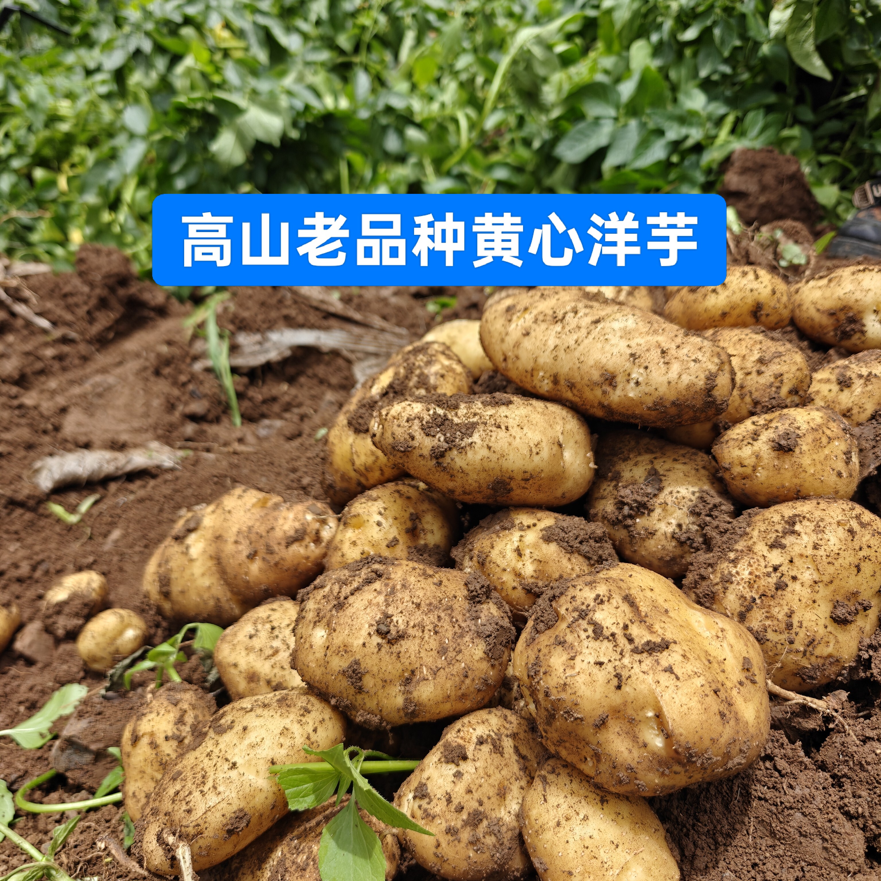 高山老品种黄皮黄心洋芋新鲜土豆蔬菜贵州云南马铃薯洋芋现挖现发