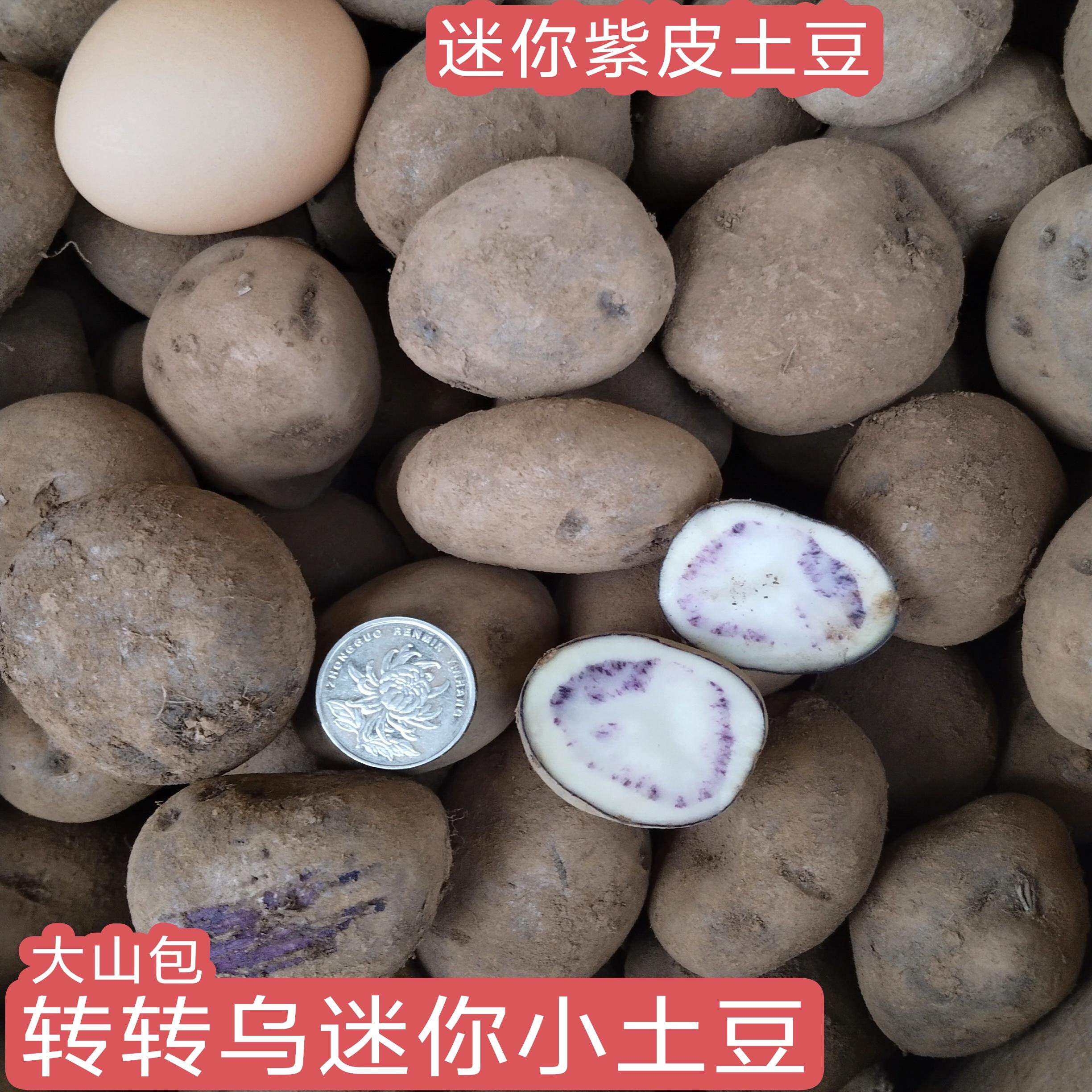 大山包转转乌洋芋紫皮土豆迷你小土豆昭通新鲜小土豆洋芋
