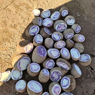 云南大山包小黑洋芋转转乌紫皮土豆（种子）