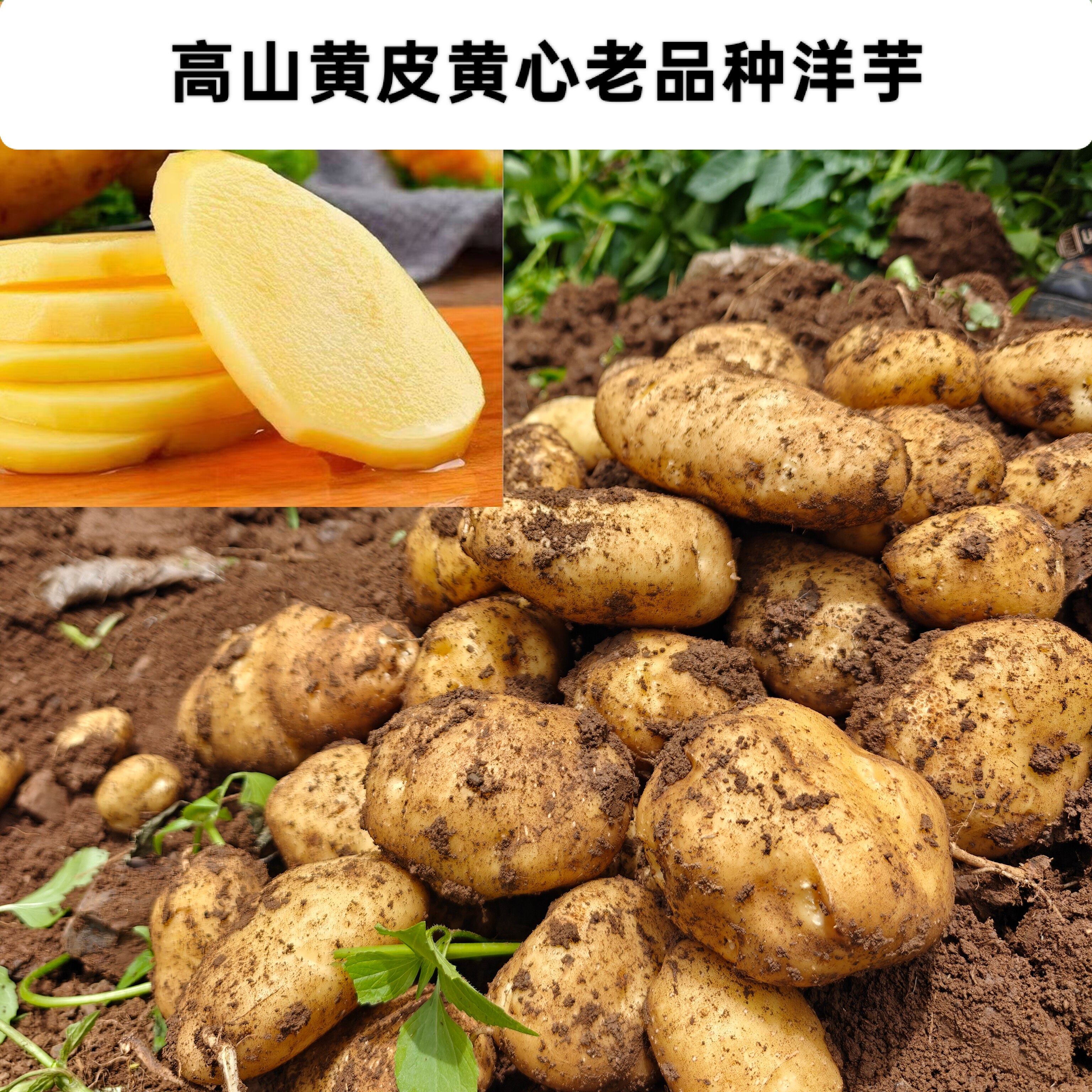 云南昭通土豆高山现挖老品种黄心土豆马铃薯洋芋新货农家自种