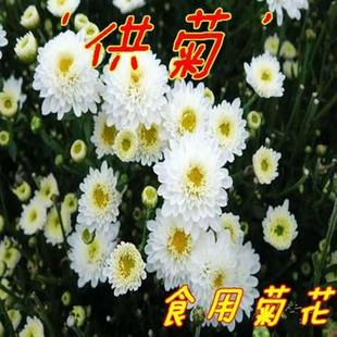 黄山贡菊花苗食用菊花小苗泡茶菊花大苗杭白菊花庭院阳台盆栽花卉