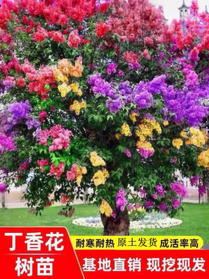 丁香花树苗室内外庭院盆栽地栽浓香型植物花卉南北方种植四季开花