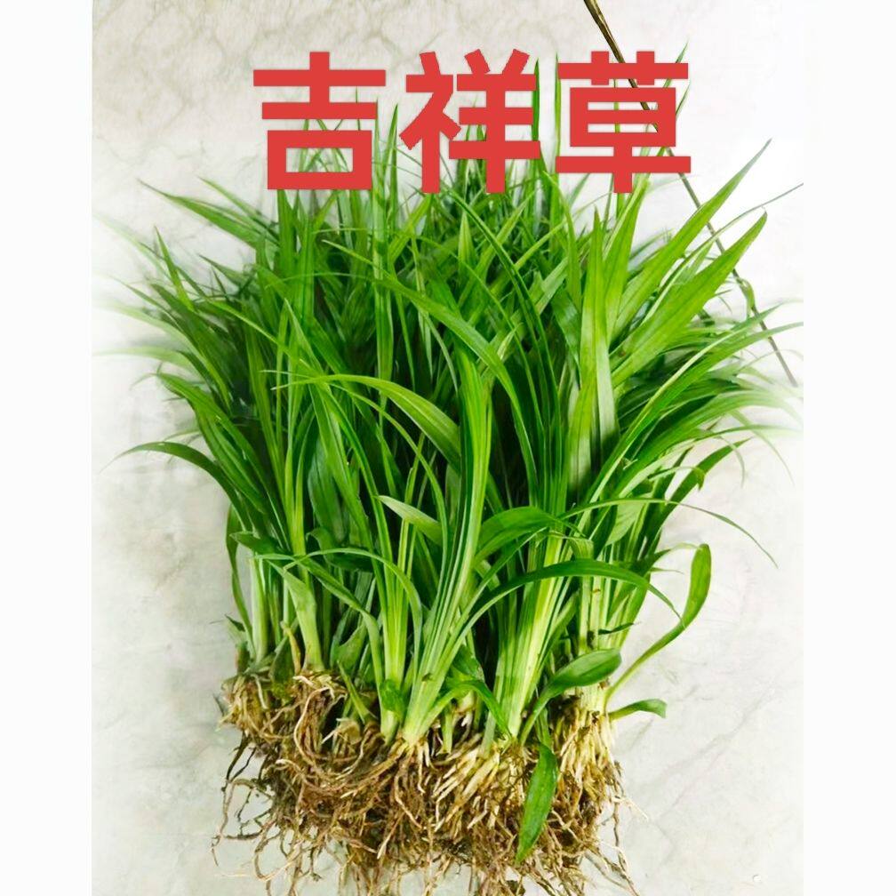 吉祥草观音草盆栽乔迁喜庆室内摆放细叶麦冬草四季常青地被植物图片