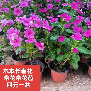 木本长春花盆栽四季开花金达莱日日开绿植多年生阳台庭院天天开花
