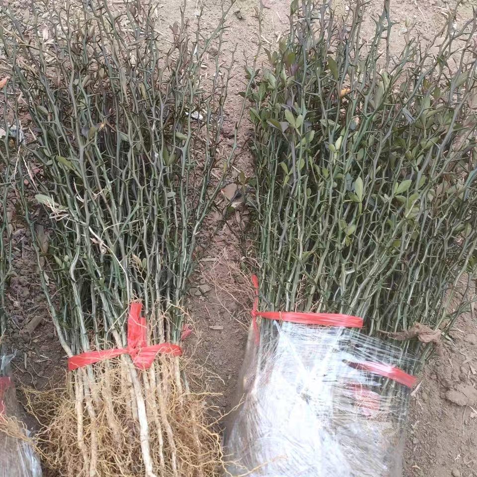 带刺篱笆枸橘苗枳壳苗篱笆栅栏铁篱寨枳实苗嫁接砧木护院刺树苗积