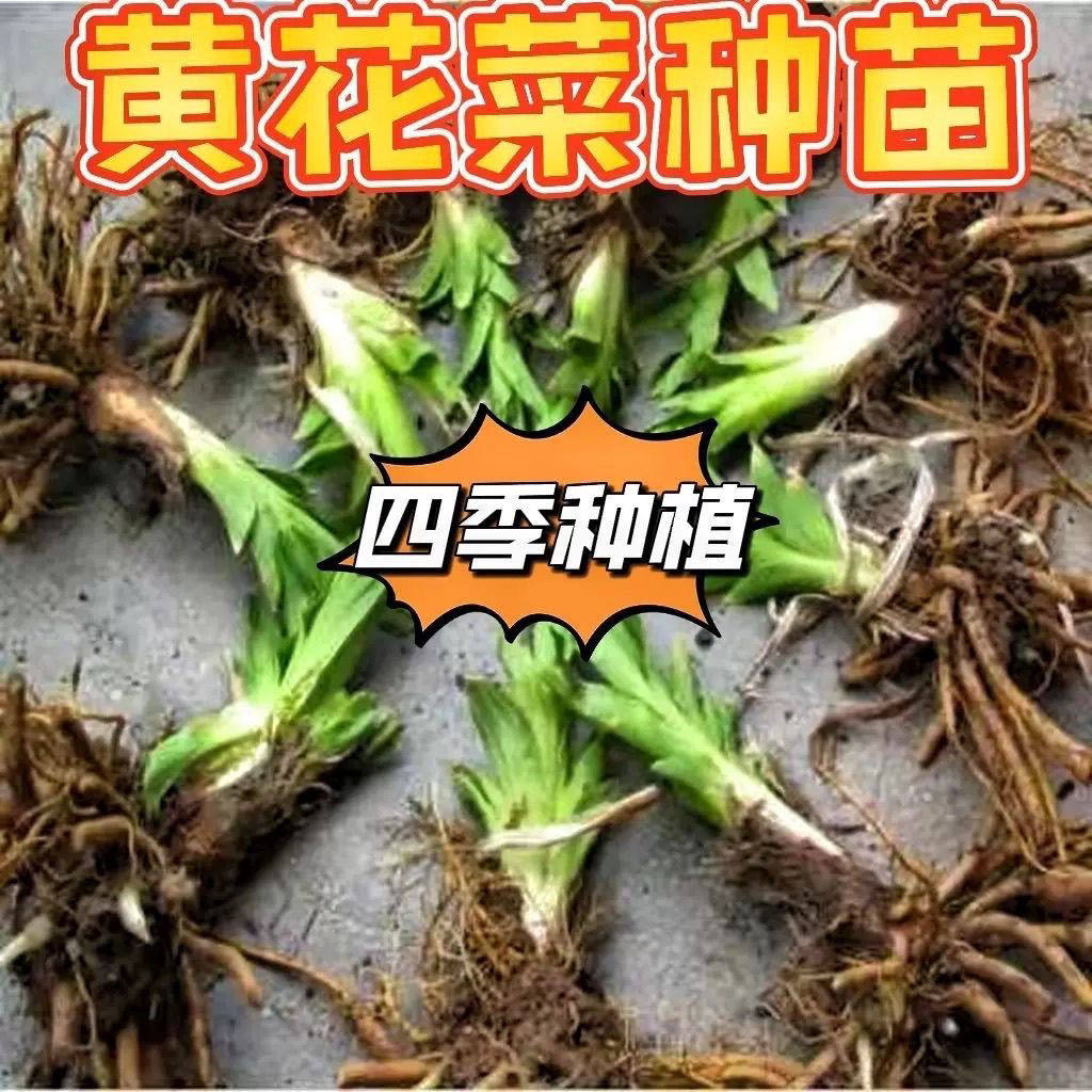 黄花菜根苗食用黄花菜种植苗四季蔬菜苗种植金针菜种苗忘忧草根种图片