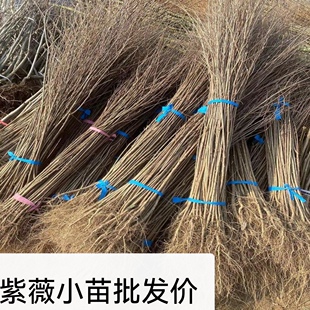 紫薇花树苗痒痒树无皮树百日红盆栽盆景花瓶编织苗别墅庭院景观苗