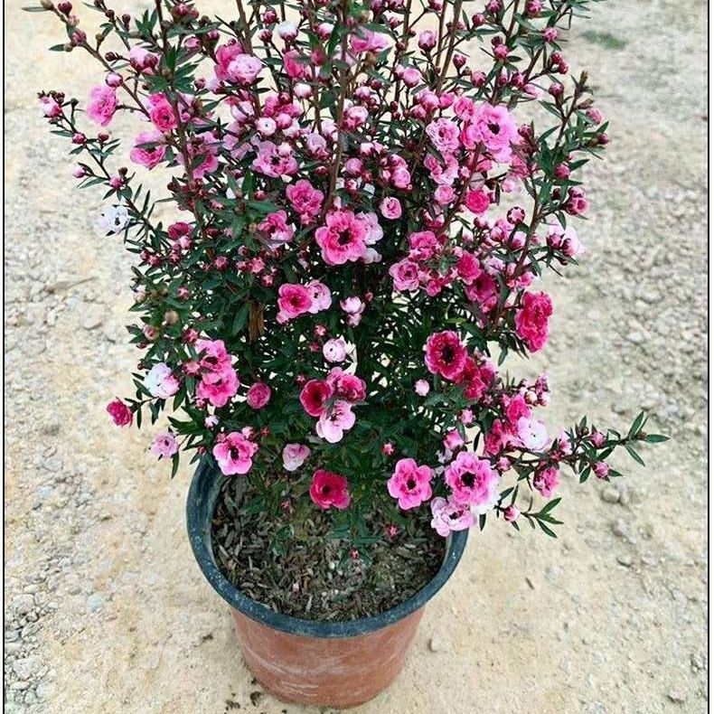 松红梅带花苞三色梅澳洲雪花梅室内花卉盆栽一树多色阳台四季好养图片