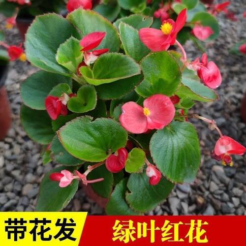 海棠花卉盆栽多季节开花带花苞清仓阳台室内庭院玻璃翠耐热耐严寒