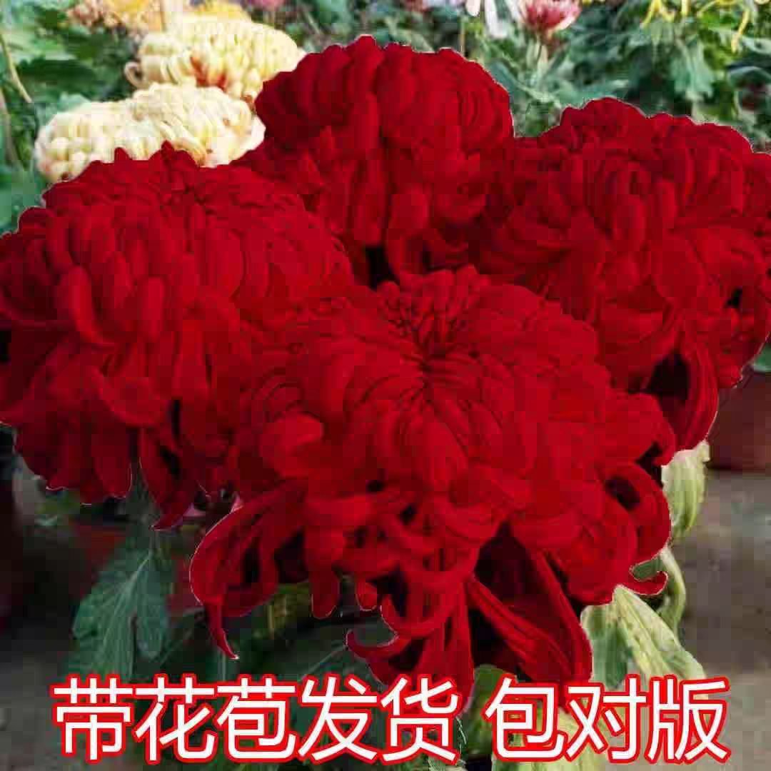 菊花盆栽多季开花带花苞秋菊大花苗耐寒室内外庭院种植花卉九月菊